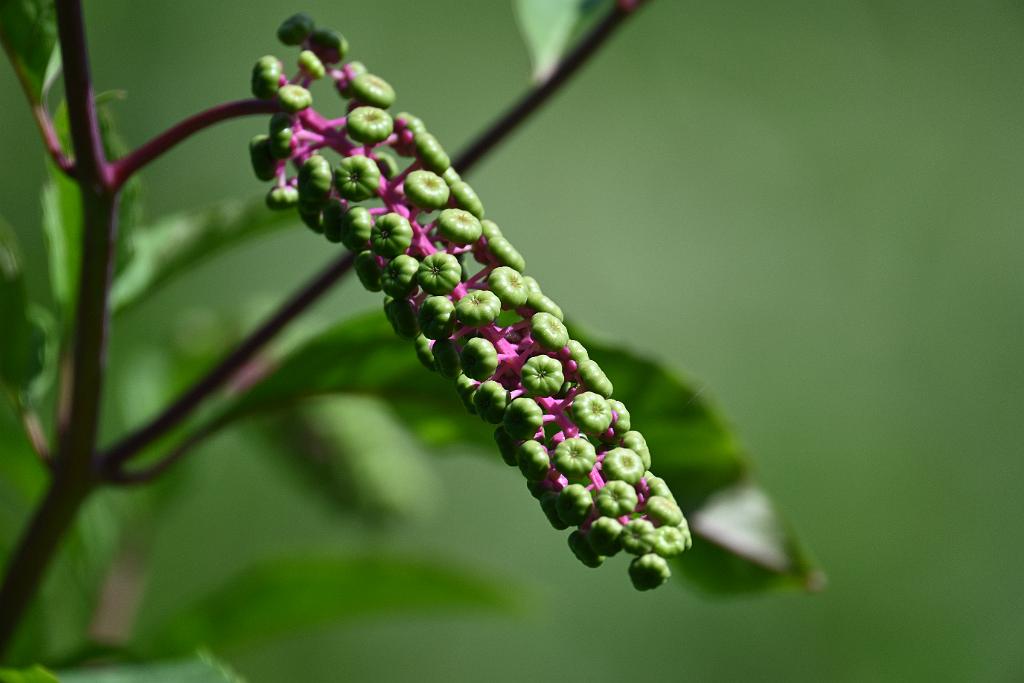 2025-08150122 Tower Hill Botanic Garden, MA.JPG - Pokeweed. New England Botanic Garden at Tower Hill, MA, 8-15-2025